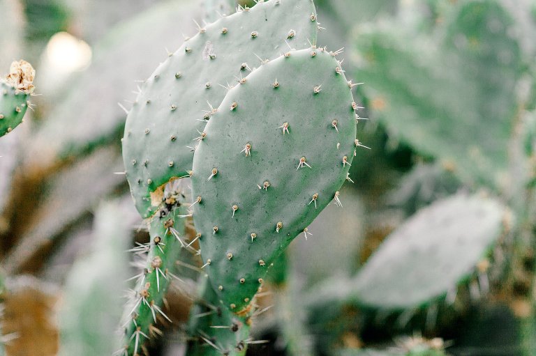 CARDIFF BEACH FAMILY PHOTOGRAPHY,CARLSBAD FAMILY PHOTOGRAPHY,DEL MAR FAMILY PHOTOGRAPHY,LA COSTA FAMILY PHOTOGRAPHY,LA JOLLA FAMILY PHOTOGRAPHY,LEUCADIA,North County San Diego photography,PONTO BEACH CARLSBAD,PONTO CARLSBAD PHOTOGRAPHY,SOUTH PONTO FAMILY PHOTOGRAPHY,caRlsbad,carlsbad engagement photography,carlsbad engagemetn photography,carlsbad photographer,carlsbad senior portraits,carlsbad wedding photography,carslbad family photography,elfin forest senior portraits,encinitas engagement photography,encinitas family photography,encinitas local photographer,encinitas maternity photographer,encinitas newborn photography,encinitas photographer,encinitas senior portraits,encinitas wedding photography,event photogRAphy san diego,la costa engagement photography,la costa senior portraits,la jolla enagegement photography,san diego,san diego engagement photography,san diego engagement photorgaphy,san diego family photography,san diego newborn photography,san diego pet photography,san diego photography,san diego wedding photography,san elijo hills photography,san elijo senior portraits,san marcos engagement photography,san marcos senior portraits,san marcos wedding photography,sanmarcofamilyphotography,senior portraits san diego,
