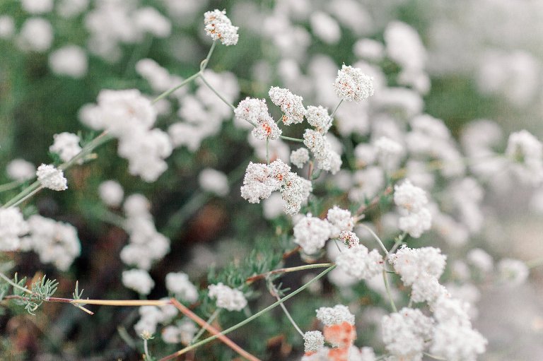 CARDIFF BEACH FAMILY PHOTOGRAPHY,CARLSBAD FAMILY PHOTOGRAPHY,DEL MAR FAMILY PHOTOGRAPHY,LA COSTA FAMILY PHOTOGRAPHY,LA JOLLA FAMILY PHOTOGRAPHY,LEUCADIA,North County San Diego photography,PONTO BEACH CARLSBAD,PONTO CARLSBAD PHOTOGRAPHY,SOUTH PONTO FAMILY PHOTOGRAPHY,caRlsbad,carlsbad engagement photography,carlsbad engagemetn photography,carlsbad photographer,carlsbad senior portraits,carlsbad wedding photography,carslbad family photography,elfin forest senior portraits,encinitas engagement photography,encinitas family photography,encinitas local photographer,encinitas maternity photographer,encinitas newborn photography,encinitas photographer,encinitas senior portraits,encinitas wedding photography,event photogRAphy san diego,la costa engagement photography,la costa senior portraits,la jolla enagegement photography,san diego,san diego engagement photography,san diego engagement photorgaphy,san diego family photography,san diego newborn photography,san diego pet photography,san diego photography,san diego wedding photography,san elijo hills photography,san elijo senior portraits,san marcos engagement photography,san marcos senior portraits,san marcos wedding photography,sanmarcofamilyphotography,senior portraits san diego,